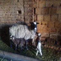 گوسفند رومانوف با بره ی دو قلو