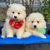 سامویید خرسی