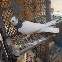 کبوتر|پرنده|شیراز, تل حسین‌آباد|دیوار