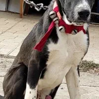 واگذاری توله نر سگ افغان اصیل گله ای ونگهبان|سگ|مشهد, امامیه (شهرک غرب)|دیوار