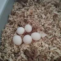 طوطی برزیلی نروماده مولد با پنج عدد تخم|پرنده|سنندج, |دیوار