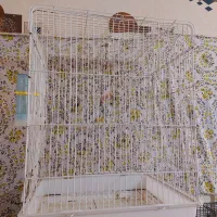 قفس واسه گرینچیک/عروس هلندی/برزیلی