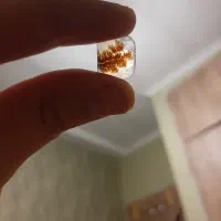 شجر پاییزی طبیعت و برکه متقارن