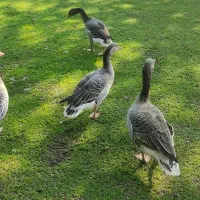 غاز نمایی زیرقیمت|حیوانات مزرعه|فومن, |دیوار