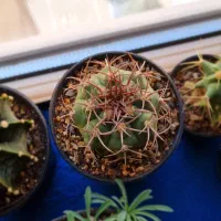 تعدادی کاکتوس خاص|گل و گیاه طبیعی|محمدیه-قزوین, |دیوار