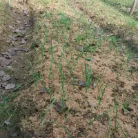 انواع سبزیجات محلی برگ سیر،یرالماسی|خوردنی و آشامیدنی|رشت, فخب|دیوار