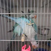 جفت راهب ۶ ماهش