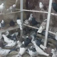 بیله فروشی|پرنده|اردکان, |دیوار