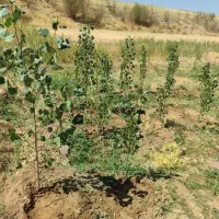 کاشت نهال|خدمات باغبانی و درختکاری|بروجرد, |دیوار