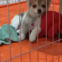 سگ 4 ماهه|سگ|صباشهر, |دیوار