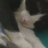 گربه