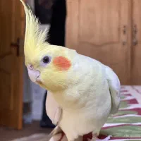 عروس هلندی لوتینو گمشده