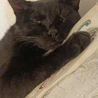 واگذاری گربه|گربه|ساوه, |دیوار