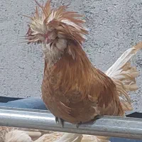 تخم نطفه دار