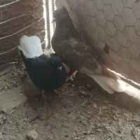 کبوتر دم سفید