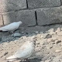 باسلام کبوتر فر‌وشی
