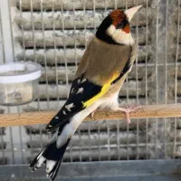 سهره گردن کلفت