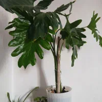 گلهای شاداب وسرحال