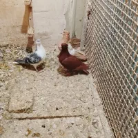 کفتر|پرنده|مشهد, ایثار|دیوار