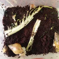 حلزون نر وماده اچاتینا برای خاصیت درمانی