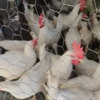جوجه