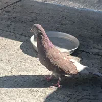 کبوتر