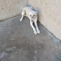 ۲ عدد سگ|سگ|خرمشهر, |دیوار