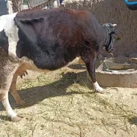 گاو آوم شیری