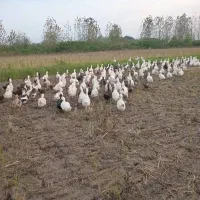 ۹۰۰ عدد اردک