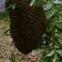 بچه زنبور عسل خریدوفروش