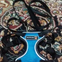 سینی ادرار ،قلاده سگ