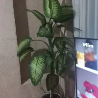 گل آپرتمانی|گل و گیاه طبیعی|ایوان, |دیوار