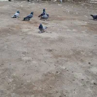 کبوتر ترکیه