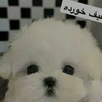 توله سگ پاپی