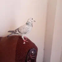 کبوتر