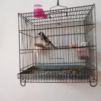 چهارگل نر|پرنده|تایباد, |دیوار