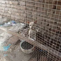 سگ شی هواوا|سگ|بم, |دیوار