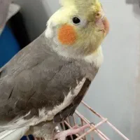 طوطی عروس هلندی ( کوکاتیل)