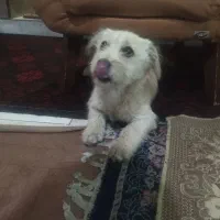 واگذاری سگ شیتزو