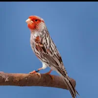 قناری آگات موزاییکی