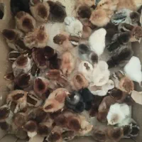 جوجه کوردی کرچ شو|حیوانات مزرعه|کرمانشاه, |دیوار