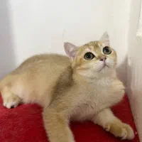 بریتیش گلد ny12|گربه|تهران, زعفرانیه|دیوار