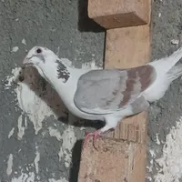 کبوتر|پرنده|شیراز, شهرک کوشکک|دیوار