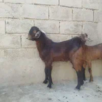 دوعددکهره|حیوانات مزرعه|زابل, |دیوار