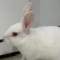 فروش خرگوش سالم