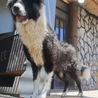 واگذاری سگ قدرجونی|سگ|مبارکه, |دیوار