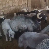 قوچ درجه یک|حیوانات مزرعه|یاسوج, |دیوار