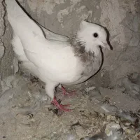 کبوتر الماسی فروشی|پرنده|دوگنبدان, |دیوار