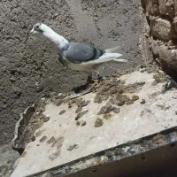 طوقی باسبز وجوجه ابلق فروشی|پرنده|رشتخوار, |دیوار