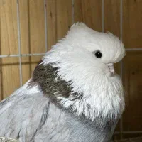 کبوتر نوک قنار بااصل ونصب